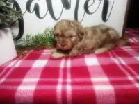 Della, a female Peekapoo for sale in Odon, IN – 2 of 7