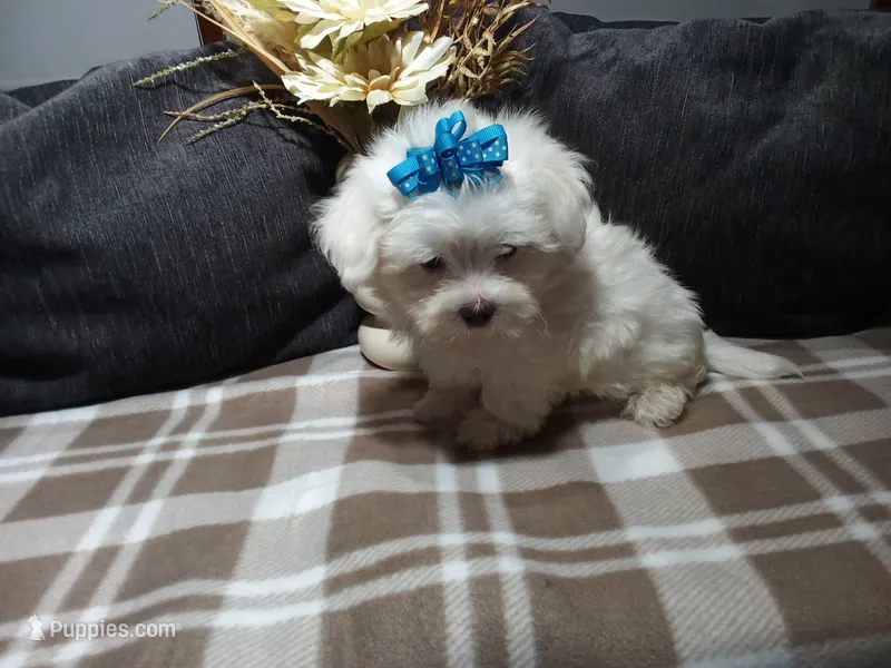 AKC Bandit – Maltese puppy for sale in Odon, IN
