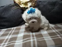 AKC Bandit, a male Maltese for sale in Odon, IN – 1 of 7
