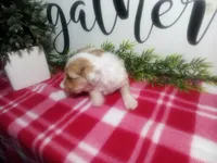 Dawn, a female Peekapoo for sale in Odon, IN – 7 of 10