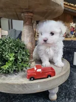 AKC Milo ... Merry Christmas!, a male Maltese for sale in Odon, IN – Photo 3 of 8