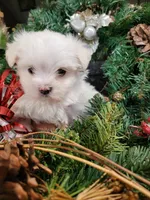 AKC Milo ... Merry Christmas!, a male Maltese for sale in Odon, IN – Photo 2 of 8