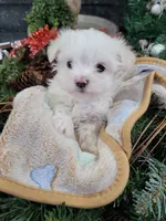 AKC Milo ... Merry Christmas!, a male Maltese for sale in Odon, IN – Photo 8 of 8