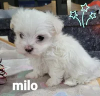 AKC Milo ... Merry Christmas!, a male Maltese for sale in Odon, IN – Photo 7 of 8