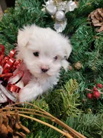 AKC Milo ... Merry Christmas!, a male Maltese for sale in Odon, IN – Photo 6 of 8