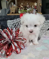 AKC Milo ... Merry Christmas!, a male Maltese for sale in Odon, IN – Photo 4 of 8