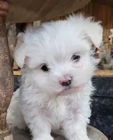 AKC Milo ... Merry Christmas!, a male Maltese for sale in Odon, IN – Photo 1 of 8