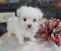 AKC Milo ... Merry Christmas!, a male Maltese for sale in Odon, IN – Photo 5 of 8