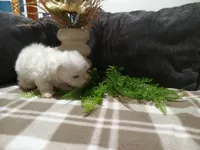 AKC Hazel, a female Maltese for sale in Odon, IN – 7 of 9