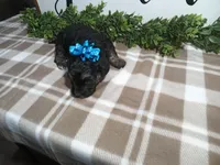 Nero, a male Maltipoo for sale in Odon, IN – Photo 7 of 9