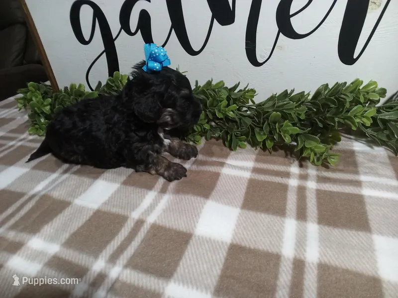 Nero – Maltipoo puppy for sale in Odon, IN