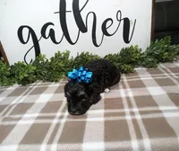 Nero, a male Maltipoo for sale in Odon, IN – Photo 8 of 9