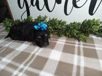 Nero, a male Maltipoo for sale in Odon, IN – Photo 4 of 9