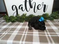 Nero, a male Maltipoo for sale in Odon, IN – Photo 6 of 9