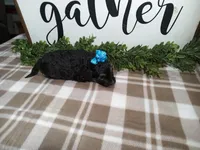 Nero, a male Maltipoo for sale in Odon, IN – Photo 5 of 9