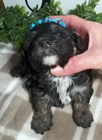 Nero, a male Maltipoo for sale in Odon, IN – Photo 9 of 9