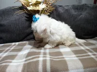 AKC Bandit, a male Maltese for sale in Odon, IN – 6 of 7