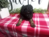 Dara, a female Peekapoo for sale in Odon, IN – 3 of 7