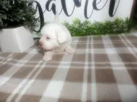 Dozer, a male Peekapoo for sale in Odon, IN – 6 of 9