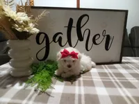 AKC Tara, a male Maltese for sale in Odon, IN – 2 of 6