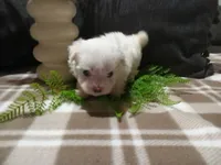 AKC Harley, a male Maltese for sale in Odon, IN – 3 of 10