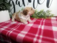 Dawn, a female Peekapoo for sale in Odon, IN – 4 of 10