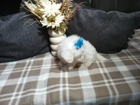 AKC Bandit, a male Maltese for sale in Odon, IN – 7 of 7