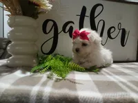 AKC Tara, a male Maltese for sale in Odon, IN – 4 of 6
