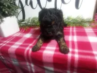 Dara, a female Peekapoo for sale in Odon, IN – 7 of 7