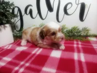 Dawn, a female Peekapoo for sale in Odon, IN – 10 of 10
