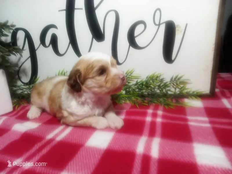 Dawn – Peekapoo puppy for sale in Odon, IN