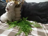 AKC Hank, a male Maltese for sale in Odon, IN – 6 of 6