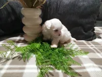 AKC Harley, a male Maltese for sale in Odon, IN – 10 of 10