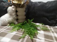 AKC Hank, a male Maltese for sale in Odon, IN – 4 of 6