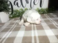 Dozer, a male Peekapoo for sale in Odon, IN – 8 of 9