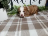 Dodger , a male Peekapoo for sale in Odon, IN – 8 of 9