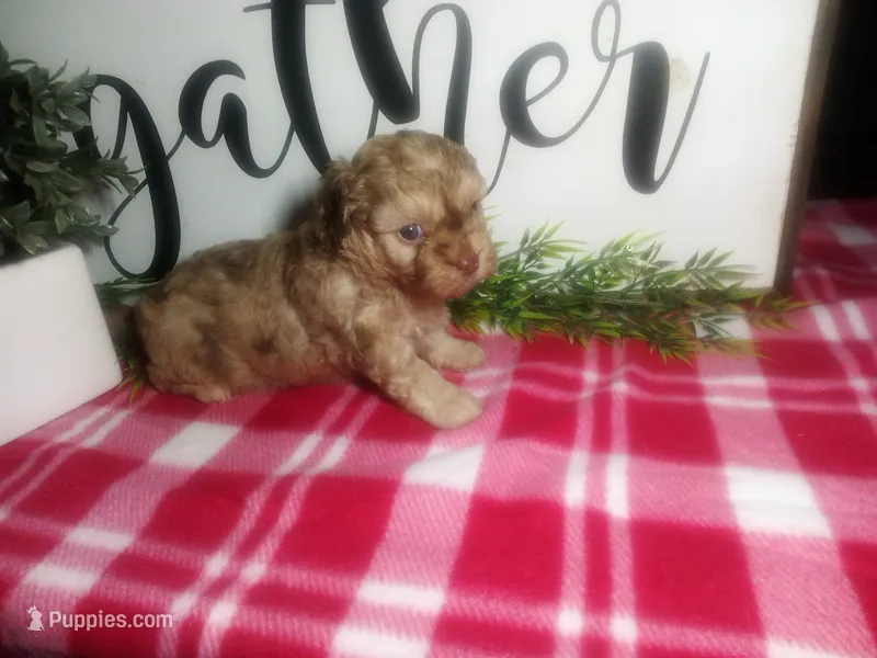 Della – Peekapoo puppy for sale in Odon, IN