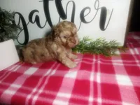 Della, a female Peekapoo for sale in Odon, IN – 1 of 7