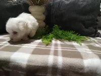 AKC Hazel, a female Maltese for sale in Odon, IN – 9 of 9