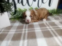 Dodger , a male Peekapoo for sale in Odon, IN – 6 of 9