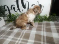 Denver , a male Peekapoo for sale in Odon, IN – 4 of 9