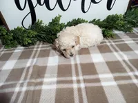 Nash, a male Maltipoo for sale in Odon, IN – Photo 2 of 7