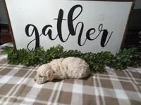 Nash, a male Maltipoo for sale in Odon, IN – Photo 6 of 7