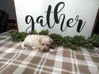 Nash, a male Maltipoo for sale in Odon, IN – Photo 4 of 7