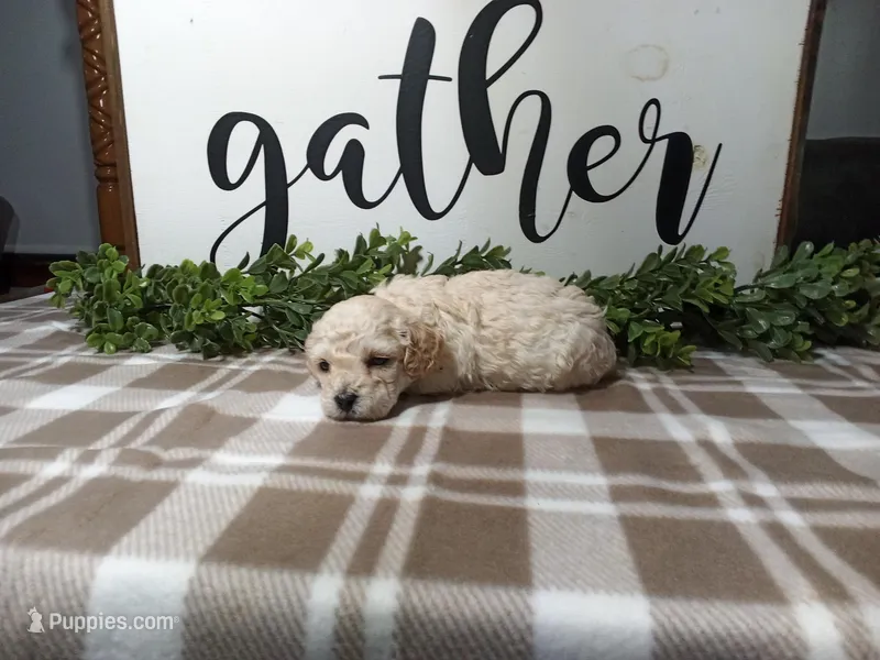 Nash – Maltipoo puppy for sale in Odon, IN