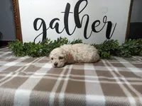 Nash, a male Maltipoo for sale in Odon, IN – Photo 1 of 7