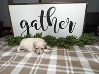 Nash, a male Maltipoo for sale in Odon, IN – Photo 3 of 7