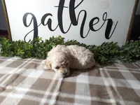 Nash, a male Maltipoo for sale in Odon, IN – Photo 7 of 7