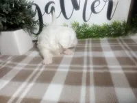 Dozer, a male Peekapoo for sale in Odon, IN – 9 of 9