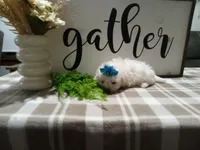 AKC Tait, a male Maltese for sale in Odon, IN – 7 of 8